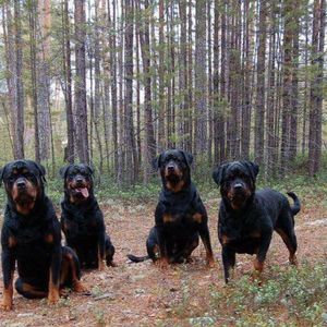 Meet your Posher, Miles